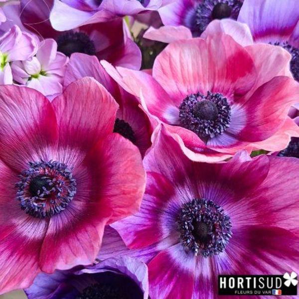 anemone-rainbow-cherry-cream-hortisud.jpg