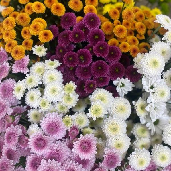 chrysanthemes-santini.jpg