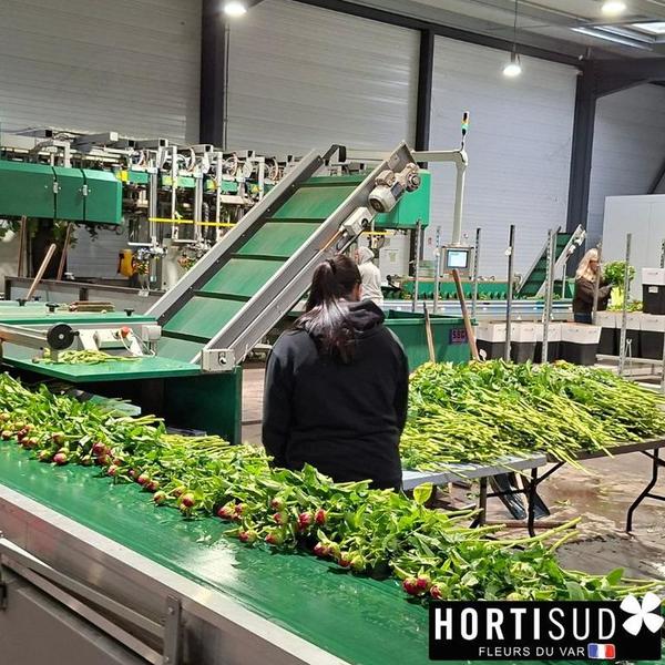 emballage-pivoines-hortisud-furora.jpg
