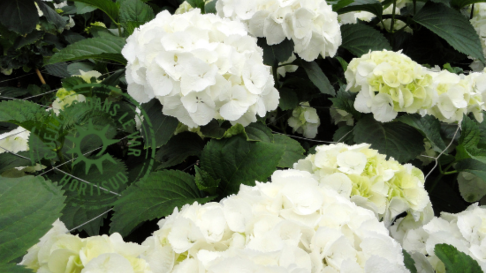 fleur var hortensia hortisud.png