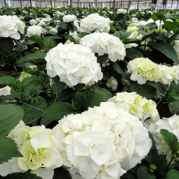 fleur var hortensia hortisud.png