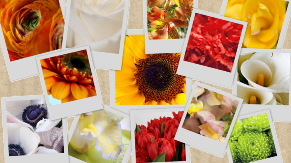 fleurs var pele mele