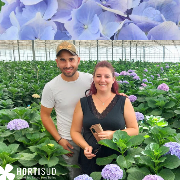 garcia-horticulture-var-hortisud-hortensia.png