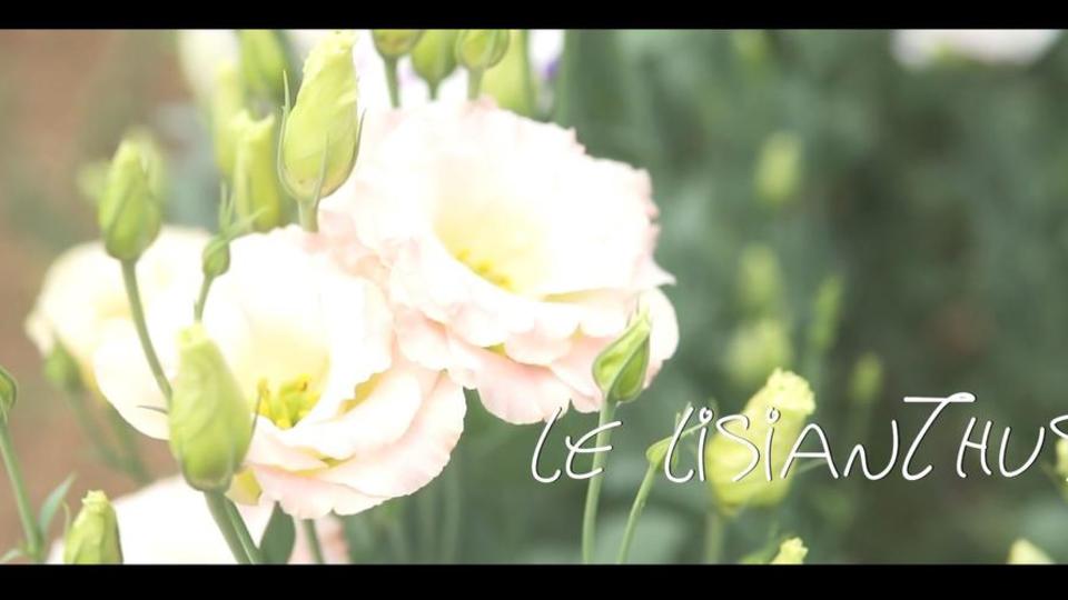 Les fleurs du Var chapitre 12 le lisianthus