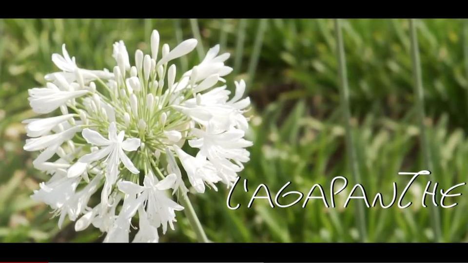 les fleurs du Var chapitre 13 l agapanthe