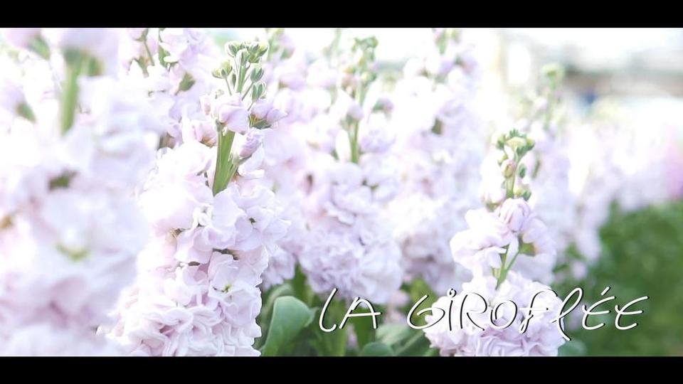 Les fleurs du Var chapitre 2 : la Giroflée