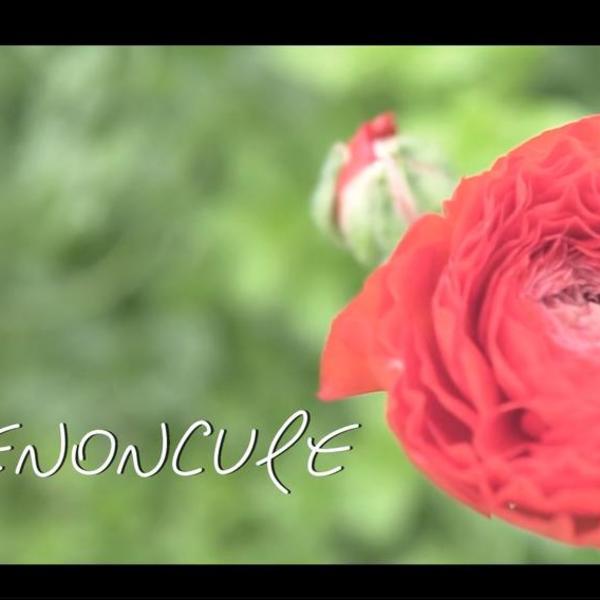 Les fleurs du Var chapitre 4 : la Renoncule