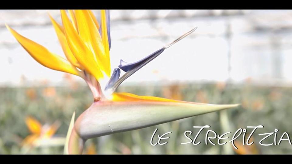 Les fleurs du Var chapitre 6 : le Strelitzia