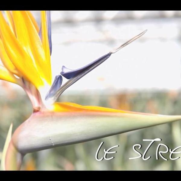 Les fleurs du Var chapitre 6 : le Strelitzia