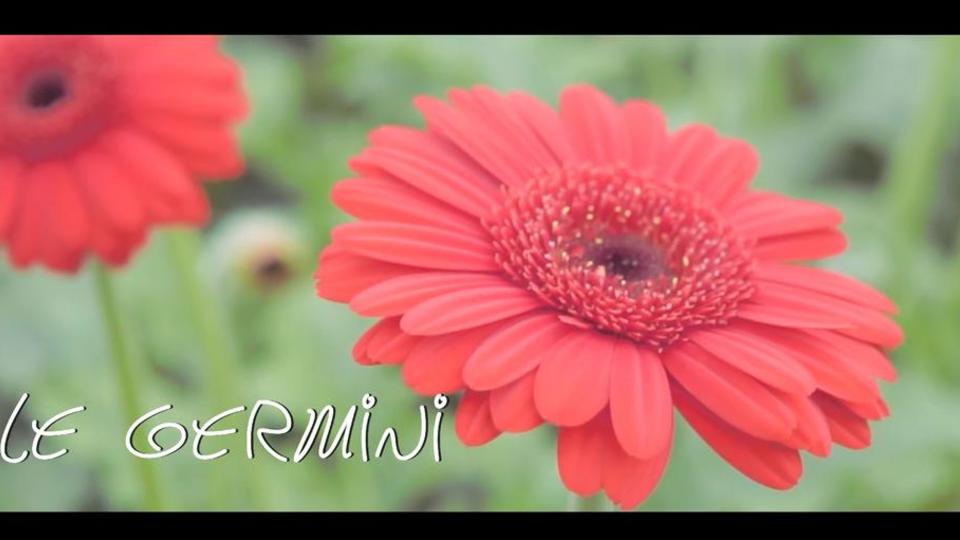 Les fleurs du Var chapitre 8 le  "Germini"