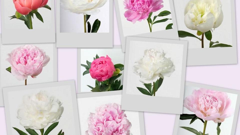 pivoine pv variétés.jpg