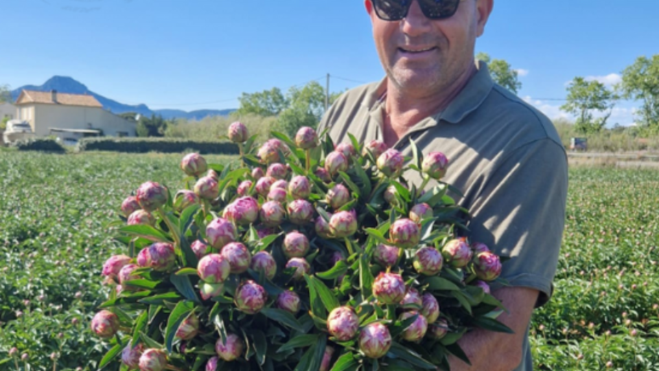 producteur de pivoine france.png