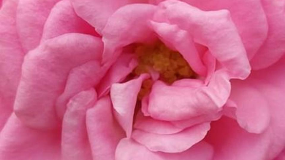 roses-françaises-hortisud-var