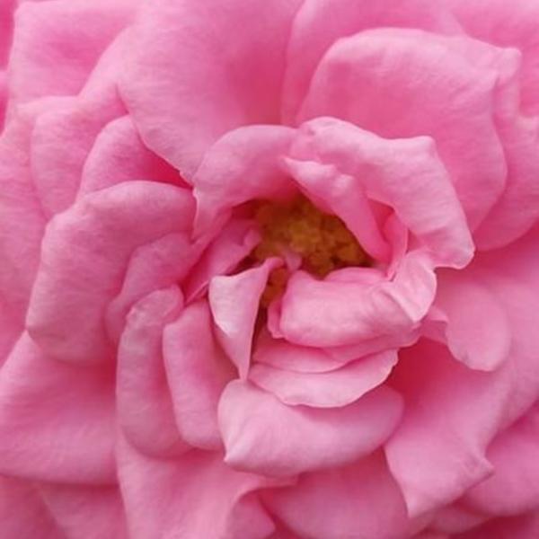 roses-françaises-hortisud-var