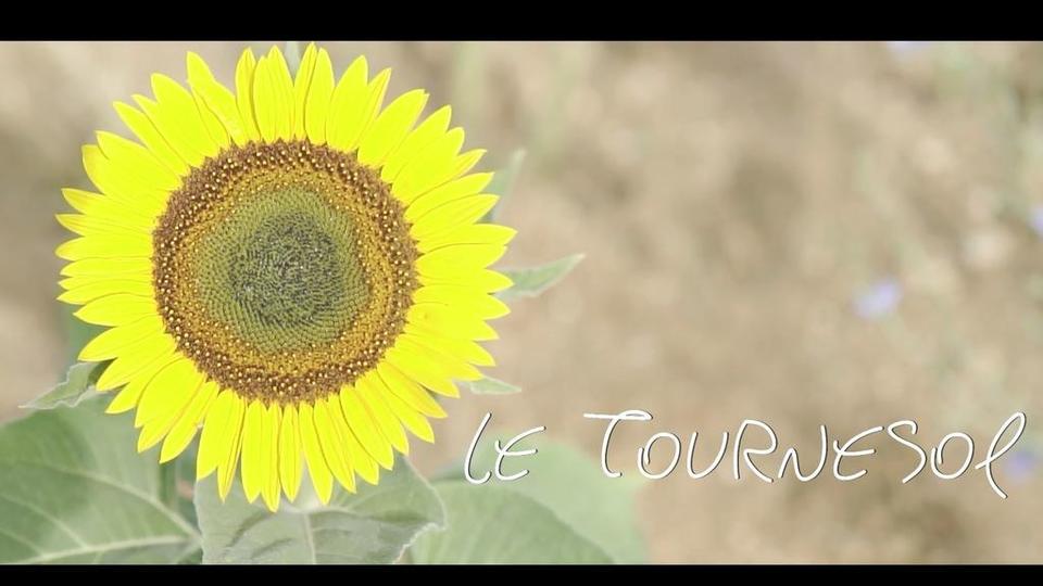 tournesol