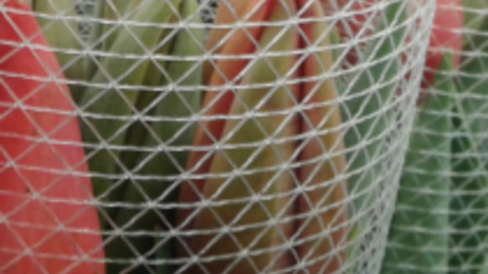 tulipes-var-hortisud-fleurs-france