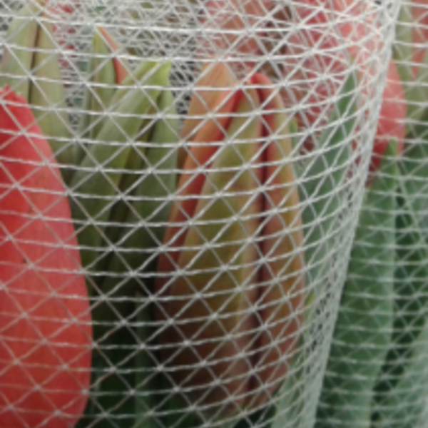 tulipes-var-hortisud-fleurs-france