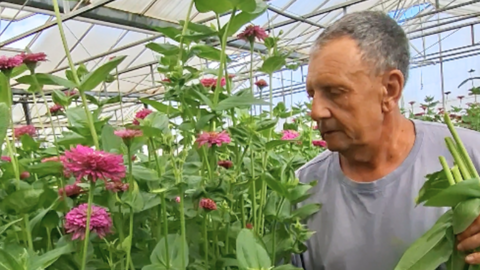 zinnia-pustel-producteur-hortisud.png
