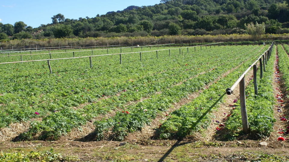 anemone culture pleine terre