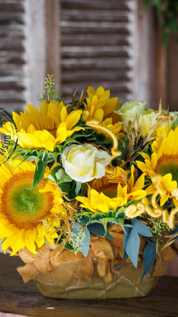 soleil du sud pritscaloff tournesol