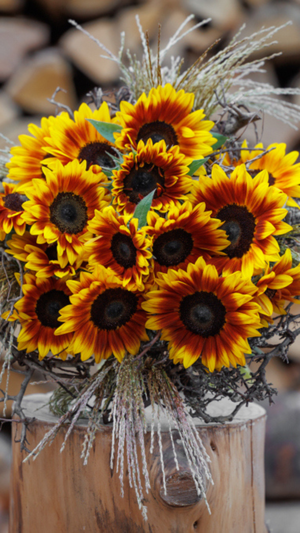 tournesol-bouquet-crepuscule-automne