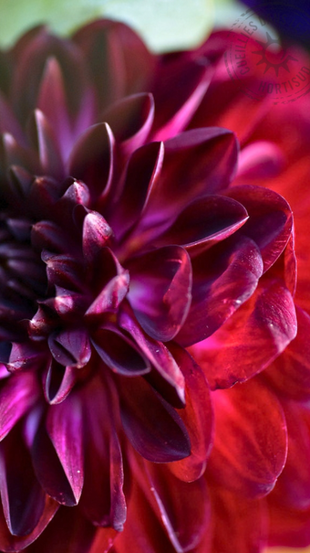 dahlia-france-var.png