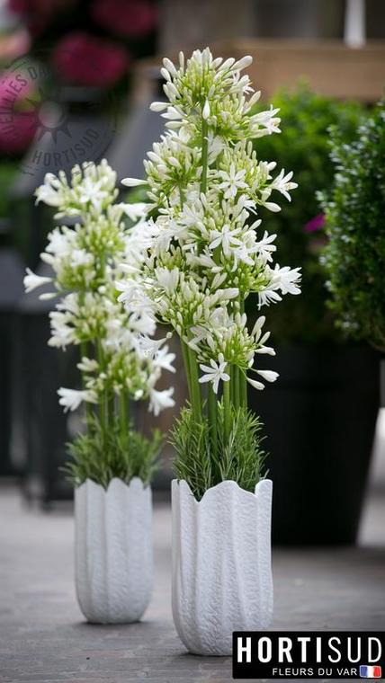 fleur-france-var.jpg