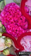 fleur-france-var-hortisud (2).jpg