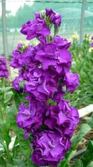 po scradh12 073 - Copie.jpg