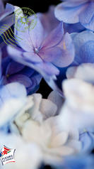 hortensia bleu