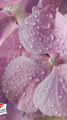 hortnsia rose