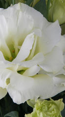 lisianthus blanc
