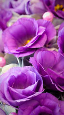 Lisianthus bleu foncé violet bouquet1