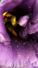 macro lisianthus 1