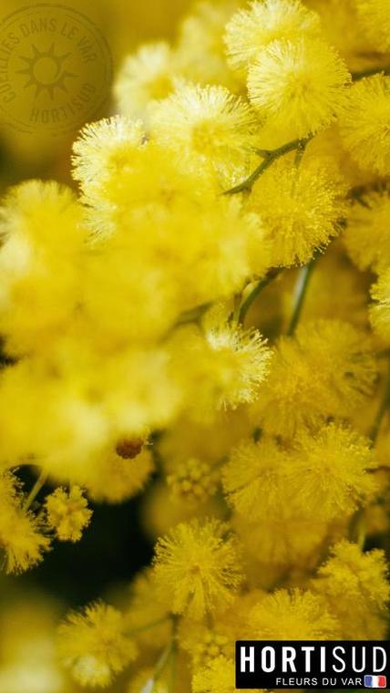 fleur-france-var-hortisud (10).jpg