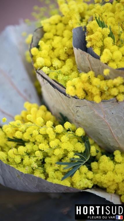 fleur-france-var-hortisud (9).jpg