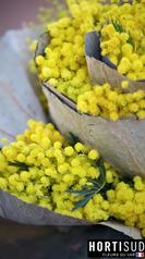 fleur-france-var-hortisud (9).jpg