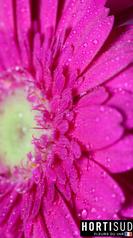 fleur-france-var-hortisud (13).jpg