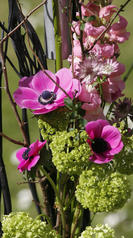 muflier torche jardin 2.jpg