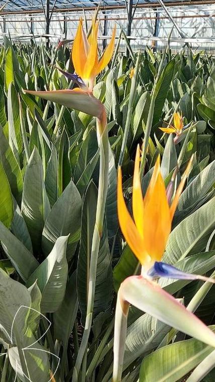 strelitzia bouquet