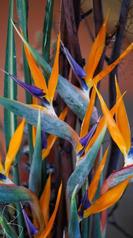 strelitzia macro compo