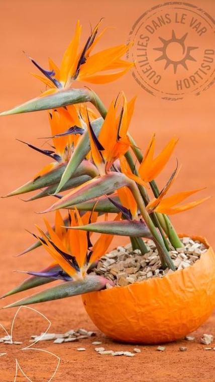 strelitzia macro