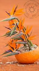 strelitzia macro