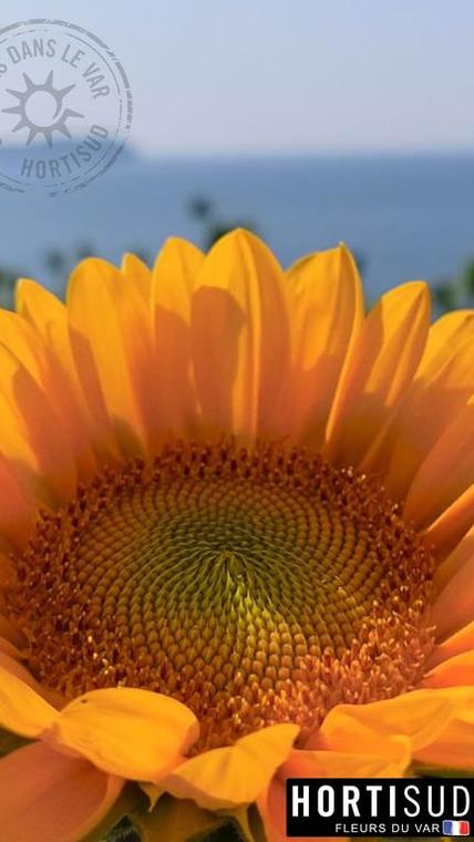 fleur-france-var-hortisud (20).jpg