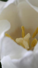 tulipe blanche macro
