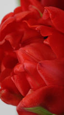 tulipe hyrbide rouge macro