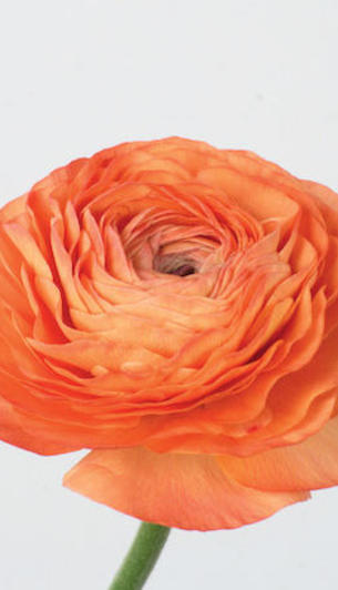 Success Salmon Vulcano