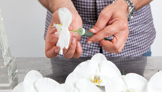 fleurs orchidée