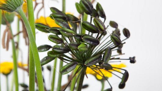 FT GE sta catherine5