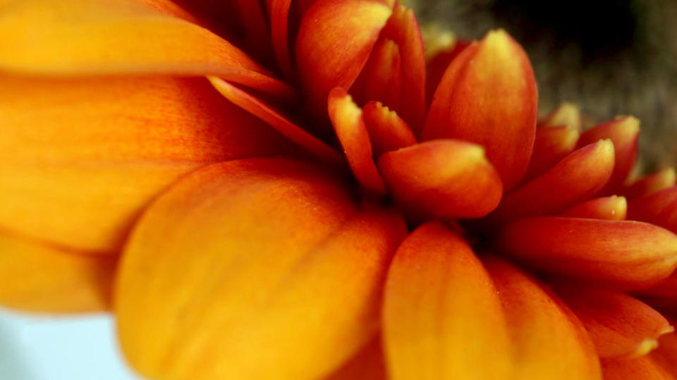 Gerbera mini orange macro